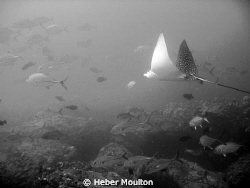 Spotted  Eagle Ray among a school of bigeye trevally by Heber Moulton 